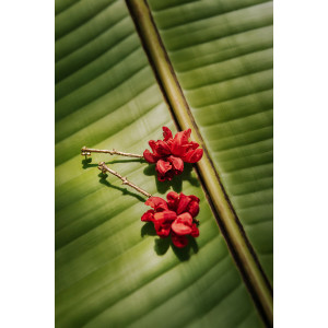 SOL DE ORO Kolczyki Flowers od Chama Navarro