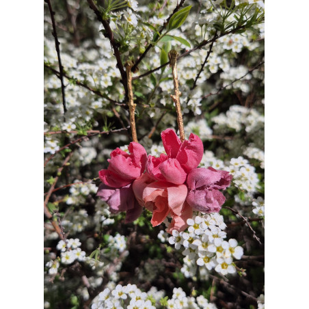 SOL DE ORO Kolczyki Flowers od Chama Navarro