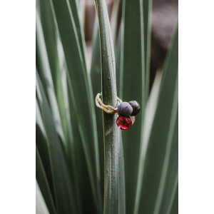 SOL DE ORO Pierścionek Chania od Chama Navarro